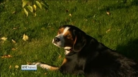 Nine News: Young autistic man reunited with dog Nine News: Young autistic man reunited with dog