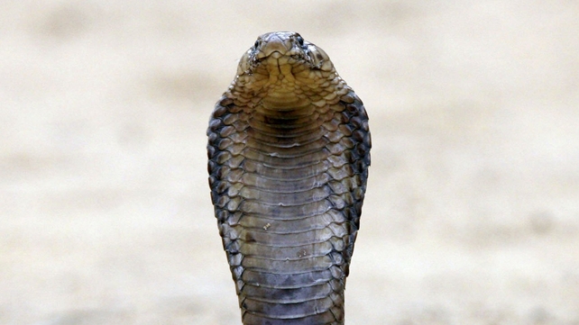 A small southern Dutch town has been put on high alert after a deadly cobra escaped A small southern Dutch town has been put on high alert after a deadly cobra escaped