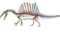 Massive dinosaur could walk and swim Massive dinosaur could walk and swim