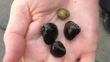 Angling banned following discovery of Asian Clams