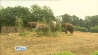 One News: Two new baby elephants at Dublin Zoo named One News: Two new baby elephants at Dublin Zoo named