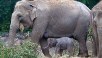 Dublin Zoo welcomes new elephant calf Dublin Zoo welcomes new elephant calf