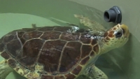 Leon the turtle to be released back to the wild Leon the turtle to be released back to the wild