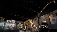 Large dinosaurs 'had different diets' Large dinosaurs 'had different diets'