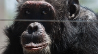 Lawyer seeks 'human rights' for Tommy the chimp Lawyer seeks 'human rights' for Tommy the chimp