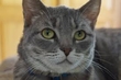 Cat Watch 2014