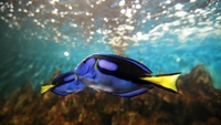 Climate change reducing amount of fish in tropics Climate change reducing amount of fish in tropics