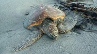 Private jet needed to fly turtle to Canary Islands Private jet needed to fly turtle to Canary Islands