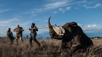 Record number of rhinos killed in South Africa Record number of rhinos killed in South Africa