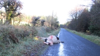 Appeal after two horses die after being shot Appeal after two horses die after being shot
