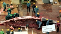 Opposition to Japanese whaling 'eco-imperialism' Opposition to Japanese whaling 'eco-imperialism'