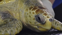 Rescued turtle set for return to warmer waters Rescued turtle set for return to warmer waters