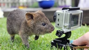 A six month old Quokka inspects a camera at Taronga Zoo in Sydney