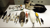 Project maps genetic evolution of birds Project maps genetic evolution of birds