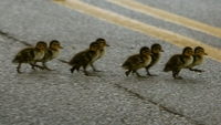 Driver who killed two by stopping for ducks jailed Driver who killed two by stopping for ducks jailed