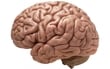 Popular Myths about the Brain / Mind