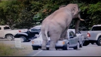 Elephants attack cars and shops in Thailand Elephants attack cars and shops in Thailand