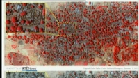 Six One News: New images show extent of recent attacks by Boko Haram Six One News: New images show extent of recent attacks by Boko Haram