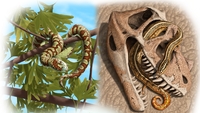 Snake slithering began much earlier than thought Snake slithering began much earlier than thought