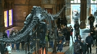 Whale and dinosaur in museum row Whale and dinosaur in museum row