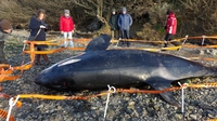 Killer whale washes up on Waterford beach Killer whale washes up on Waterford beach