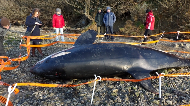 It is believed the orca was already dead before it washed up on the shore on Friday (Pic: Tina Schley) It is believed the orca was already dead before it washed up on the shore on Friday (Pic: Tina Schley)