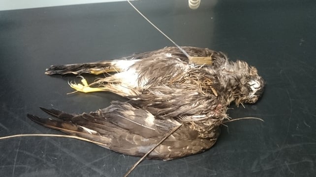 Tests confirmed the tagged bird had been shot Tests confirmed the tagged bird had been shot