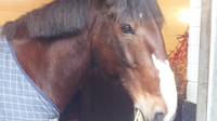 'Brian' not cut out to be long face of the law 'Brian' not cut out to be long face of the law
