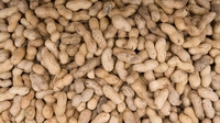 Infants can be protected from nut allergy - study Infants can be protected from nut allergy - study