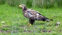 White-tailed eagle remains found in Co Fermanagh White-tailed eagle remains found in Co Fermanagh