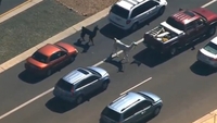 Llama drama captivates US audiences Llama drama captivates US audiences
