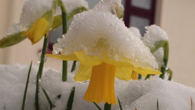 A sprinkle of snow covers a daffodil in Sligo (pic: @magnumlady) A sprinkle of snow covers a daffodil in Sligo (pic: @magnumlady)