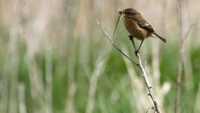 A female stonechat in Shannon, Co Clare (Pic: Michael Kelly)