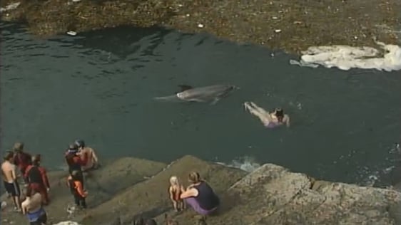 Dolphin In Doolin, 2000