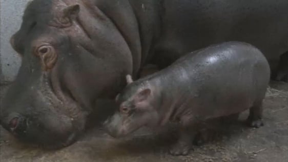 Baby Hippo 1990