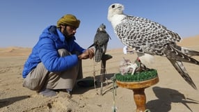 An Emirati falconer prepares to train his birds during the Liwa 2016 Moreeb Dune Festival, southwest of Abu Dhabi