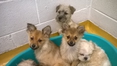 18 puppies seized at Dublin Port