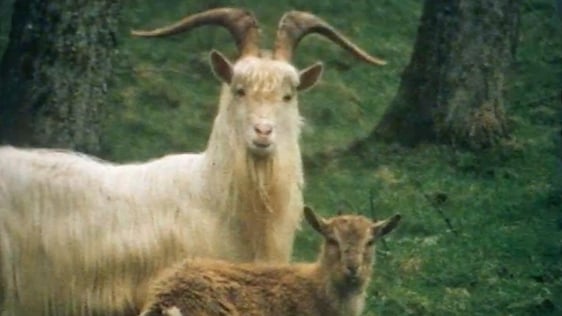 Wild Goats in Fermanagh (1976)