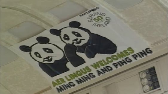 Chinese Pandas Arrive In Dublin