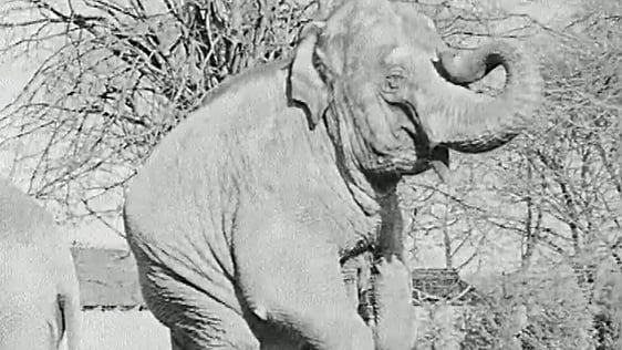 Sarah the Elephant at Dublin Zoo (1962)