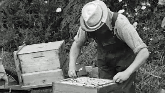 On the Land Beekeeping (1962)