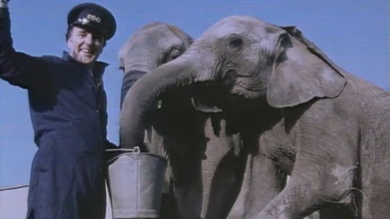 Mike Murphy at Dublin Zoo (1983)