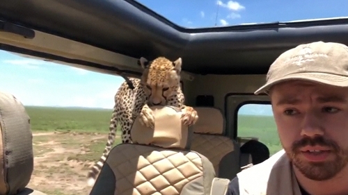 Cheetah Hitches a Ride During African Safari Cheetah Hitches a Ride During African Safari