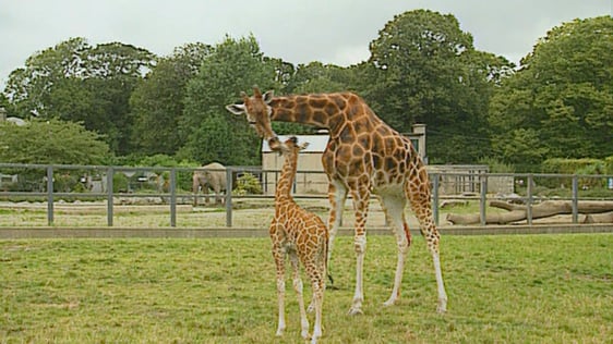 Giraffes Dublin Zoo (1993)