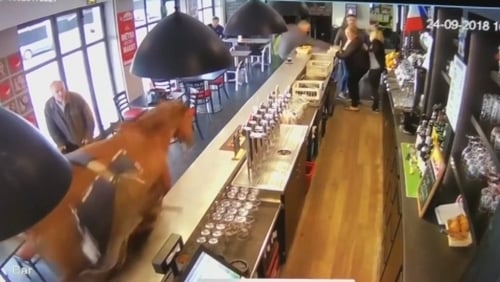 Horse walks into a bar in France: Runaway animal sends patrons running