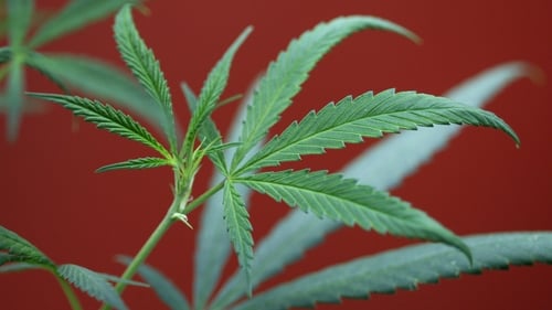 Crispin Blunt: UK should 'weigh up costs and benefits' of cannabis legalisation Crispin Blunt: UK should 'weigh up costs and benefits' of cannabis legalisation