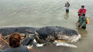 The sperm whale washed ashore in Wakatobi National Park The sperm whale washed ashore in Wakatobi National Park