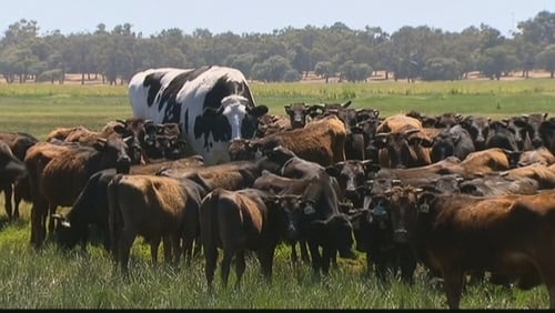 Holy cow! Meet Knickers the giant steer, too big to be slaughtered Holy cow! Meet Knickers the giant steer, too big to be slaughtered