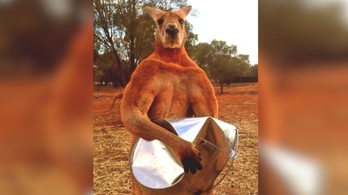 Roger the kangaroo: Enormous roo dies aged 12