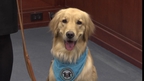 Canine support: Dog to give assistance in US courtroom